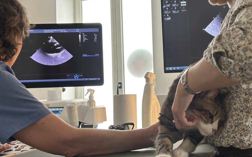 heart scan by vet sonographer Charlotte Renard
