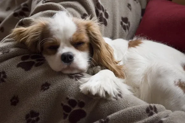 Heart Failure in Dogs